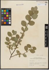 Foto von Salix hastata L.